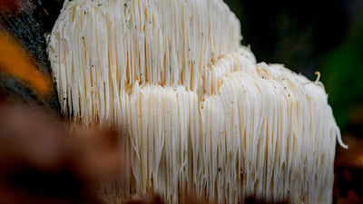 Reduce Stress and Induce Serenity With Lion’s Mane Mushroom Support