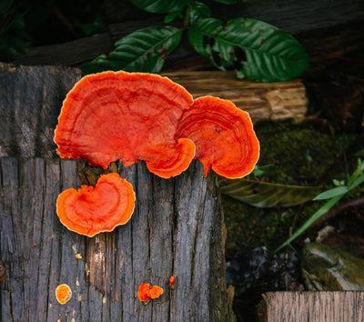Research shows Reishi Mushroom may inhibit colon cancer cells.