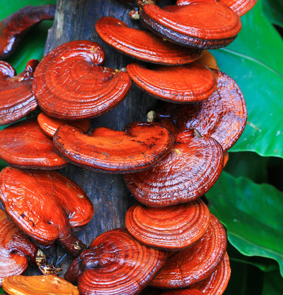 Exploring the Benefits of Reishi Mushroom Supplements