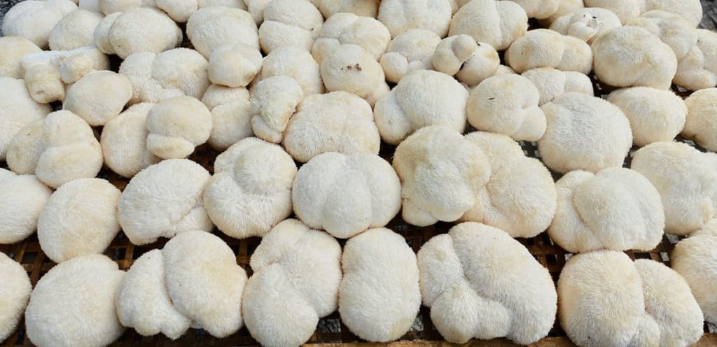 LION'S MANE THE MUSHROOM FOR THE MIND Lion’s Mane is rich in numerous brain boosting compounds such as Beta-glucans, Immuno-modulating antioxidants and neuro-protective chemicals which could help protect against dementia, relieve depression and anxiety as